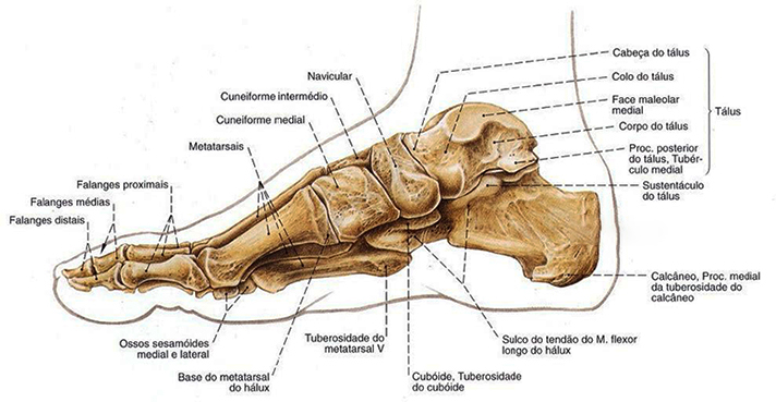 Anatomia ossos do pé